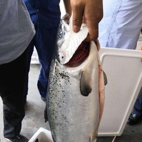 跨境商品哪个最便宜