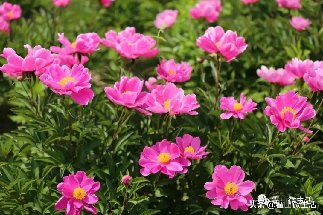 芍药可以做成什么美食（就发明了一个春凳）