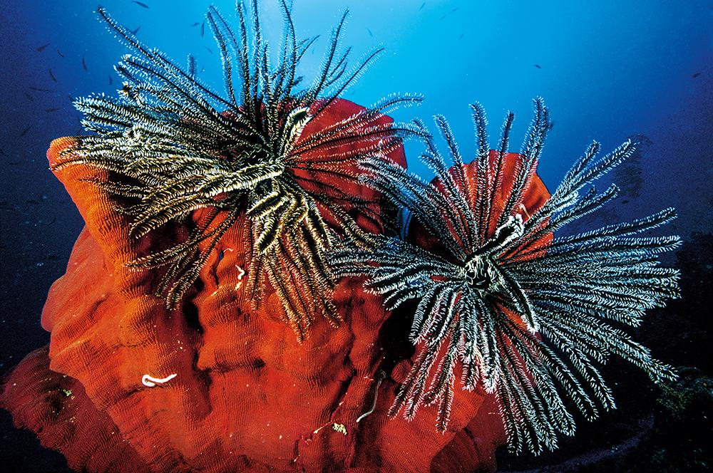 海洋裡的海綿是動物還是植物水養的海綿寶寶有生命嗎