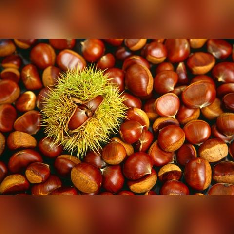 广西桂林阳朔特产相关长尾关键词有哪些