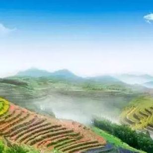 福建太姥山福鼎肉片的相关长尾关键词有哪些