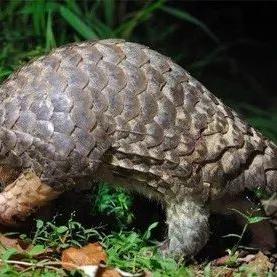 武汉前天放了一场烟花，这个时候放烟花确定是为了祛除病毒么？