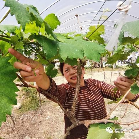 福建智能温室行情的相关长尾关键词有哪些