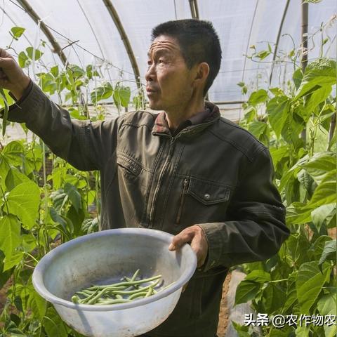 【天津今日菜价】2025年7月11日天津菜价是多少