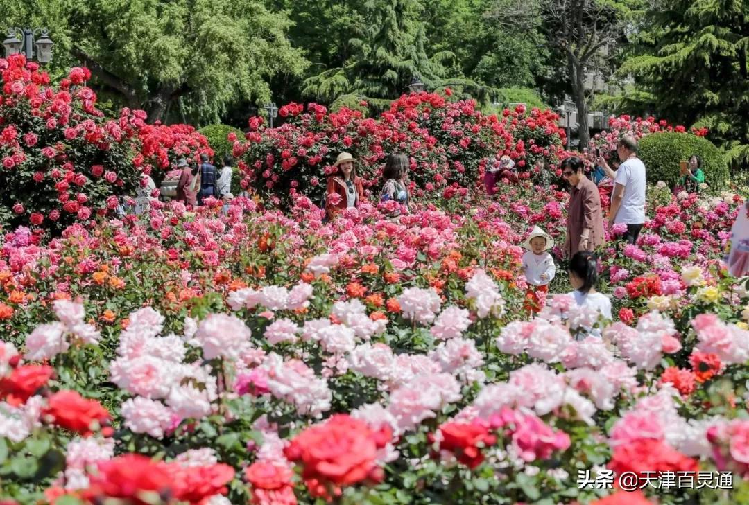 天津市市花,我想栽点月季或者四季青?