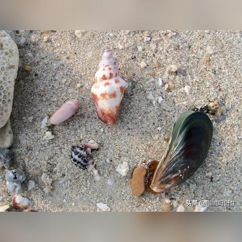 深圳市的海边是在哪个区