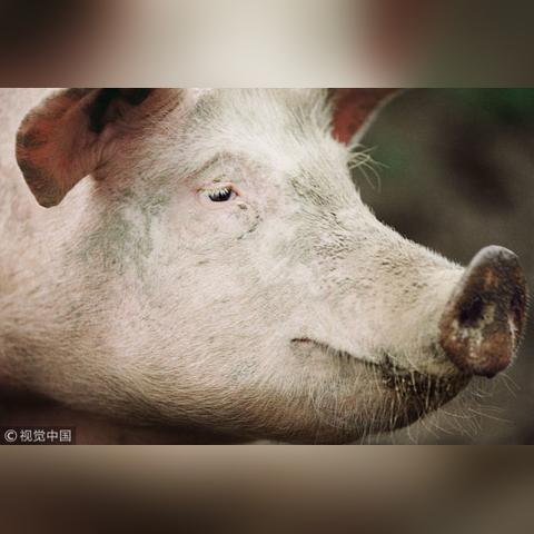 【合肥今日生猪价格】2025年6月16日合肥生猪价格是多少