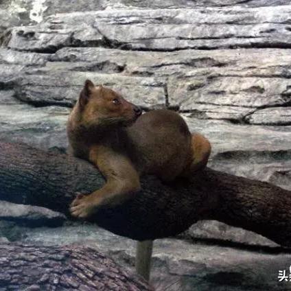 长岛足球运动员名单的长尾关键词有什么