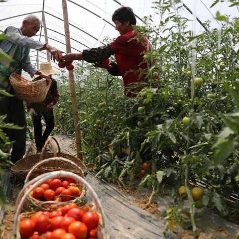 合肥美菜公司相关长尾关键词有哪些