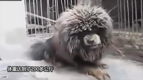 新生儿体重下降发抖是怎么回事