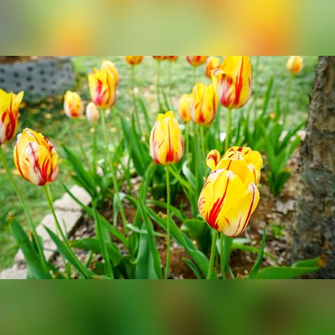 无锡市杜鹃花展在哪里