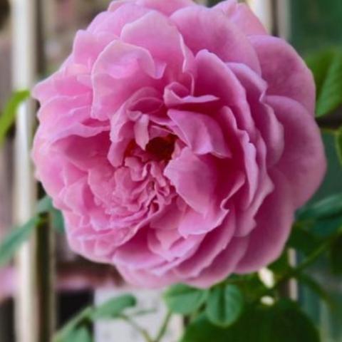 巨复合肥相关长尾关键词有哪些