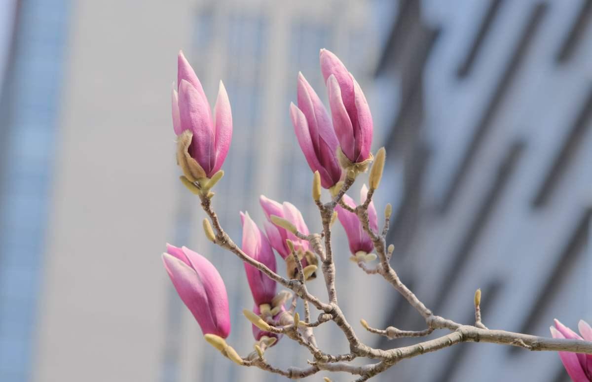 玉兰花什么时候开花季节,白玉兰是什么季节?