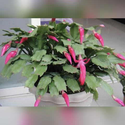 福建蟹爪兰怎么样养护