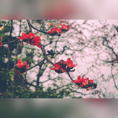 广州市是什么花