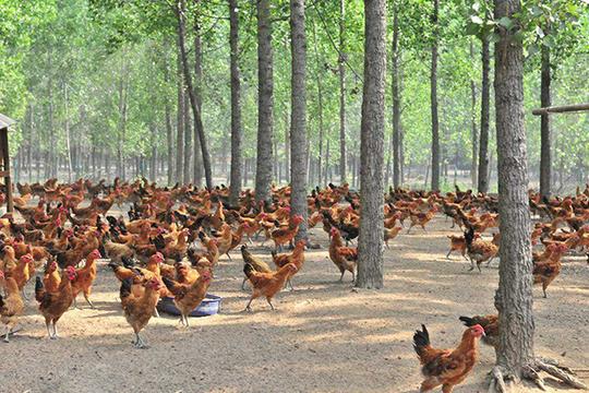 禁食野生动物后，养鸡和养猪哪个更赚钱？农民养殖户分析的有理