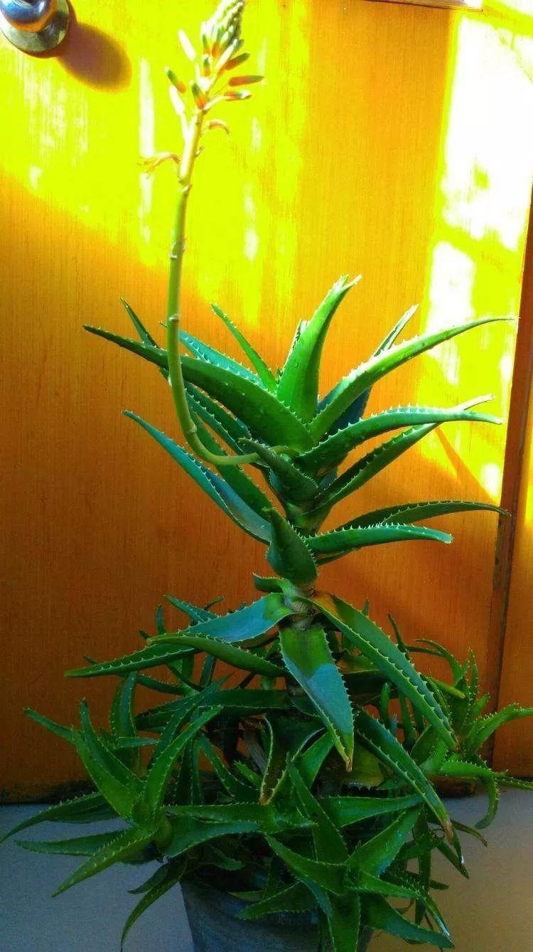 芦荟可以制作什么美食（在中山市内哪里有芦荟生产培养基地）