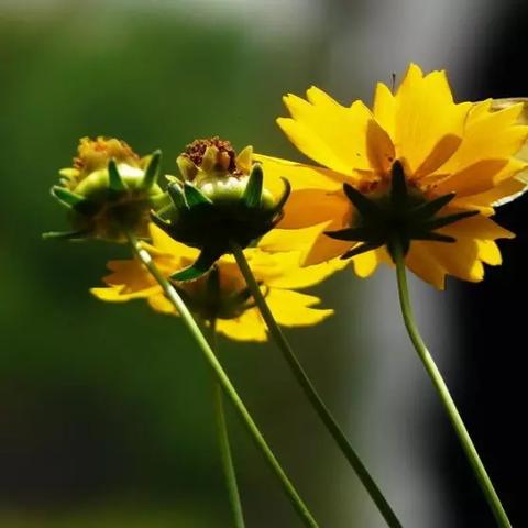 河南大花金鸡菊怎么样