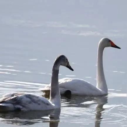 兰州市哪里看天鹅好