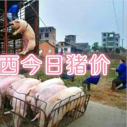 【桂林今日生猪价格】2025年4月30日桂林生猪价格是多少