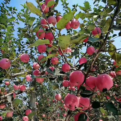 甘肃省那里苹果多?那里的苹果便宜。甘肃省？