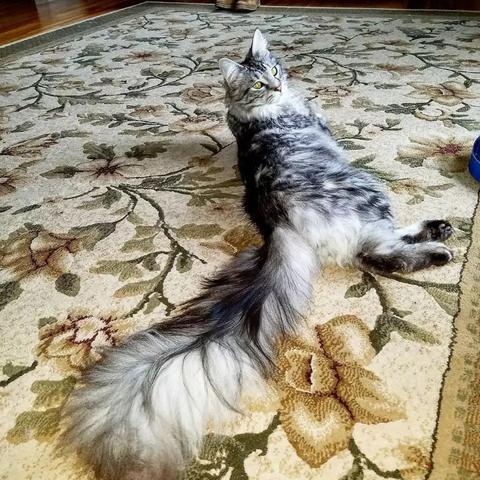 夜谢猫夜谢猫网站百度长尾关键词有哪些