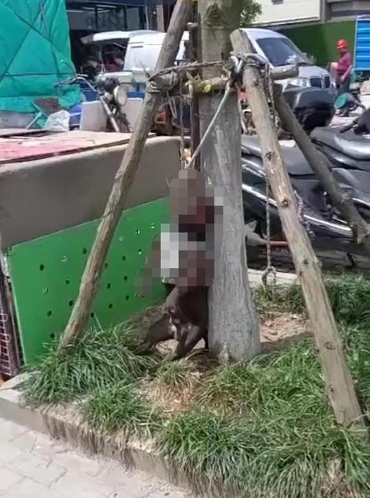 只因老板当街宰狗，爱狗人士找上门爆发冲突，现场躺地掏手机