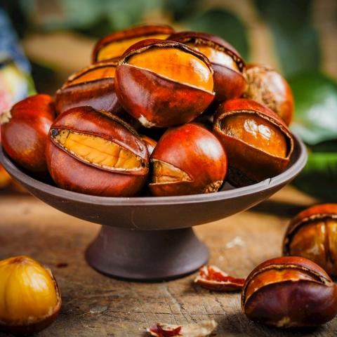 西安哪个峪口能采摘野生板栗？