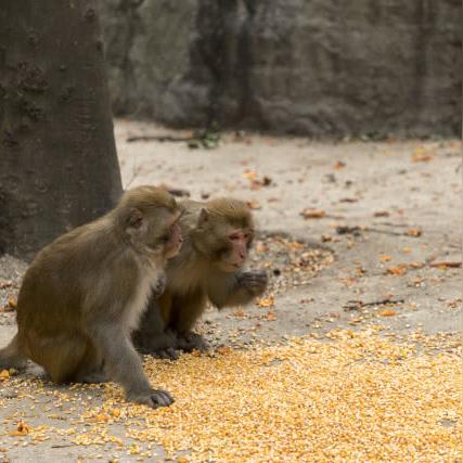 桂林特产香蕉相关长尾关键词有哪些