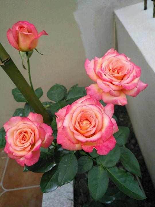 月季花“彩云”，冷门又很美的品种，花期几乎全年，阳台也能养