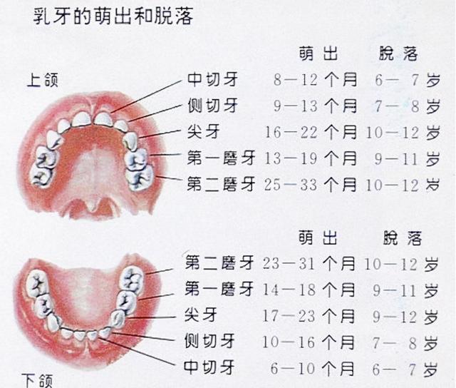 宝宝一岁都还没长牙怎么回事