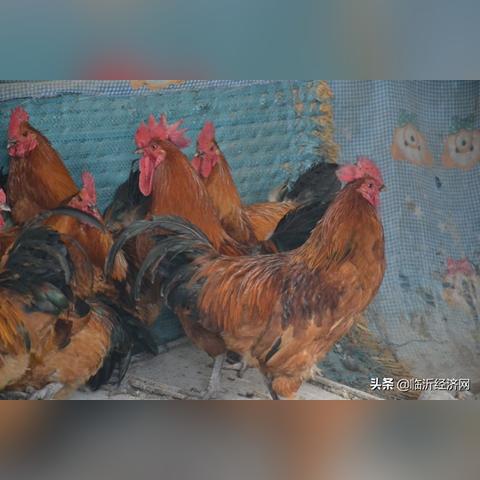 临沂市桃源村的长尾关键词有什么