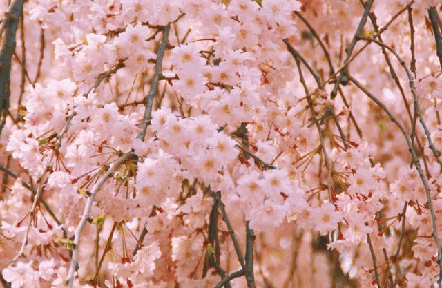 【西安疫情最新情况通报
 /西安疫情最新情况通报今天】