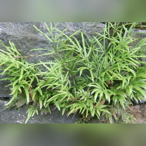 福建湿疹草的相关长尾关键词有哪些