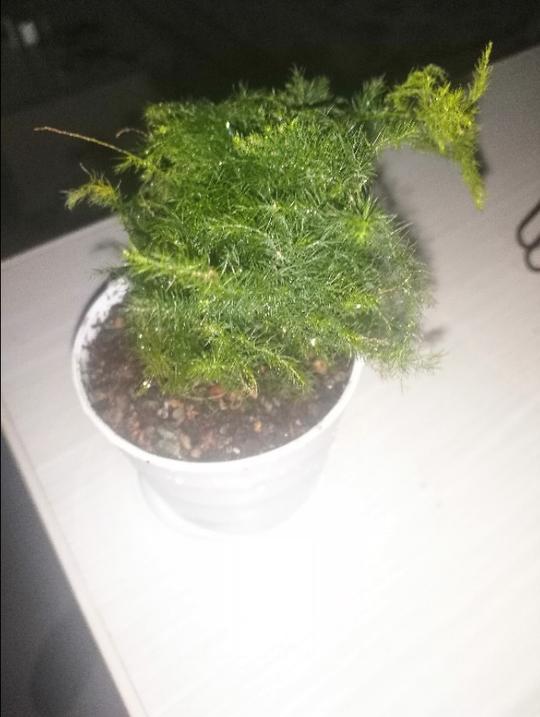 盆景不要钱，还能赚钱你信不