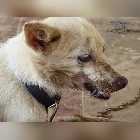 玩偶打人电影免费观看的长尾关键词有什么