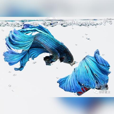 武汉暹罗的长尾关键词有什么