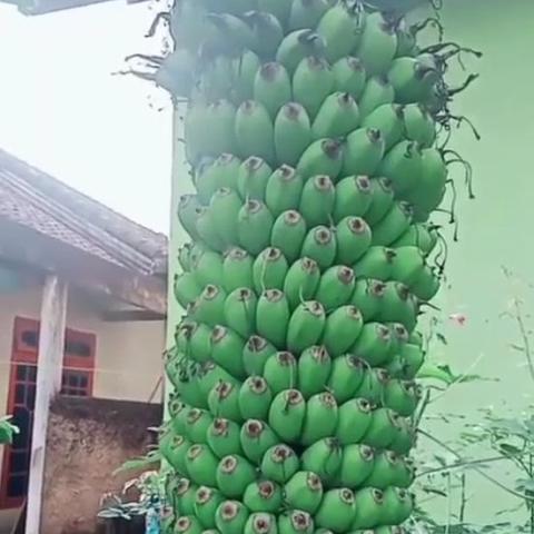 青山钢铁印尼项目招聘？