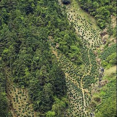 香山毛峰是什么茶