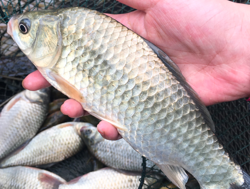 日本银鲫高背鲫工程鲫有什么区别(怎么分辨土鲫鱼跟工程鲫鱼和银鲫)