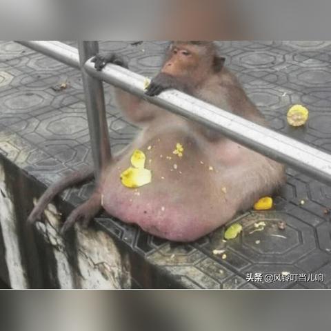 武汉游客园的长尾关键词有什么