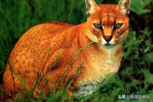 古代猛兽“彪”是何物？能轻松击杀老虎，2005年后我国仅拍到3次