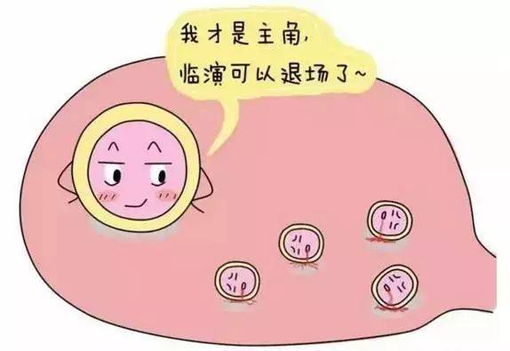 卵泡一般什么时候开始发育