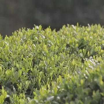 杭州九曲红梅推荐的相关长尾关键词有哪些