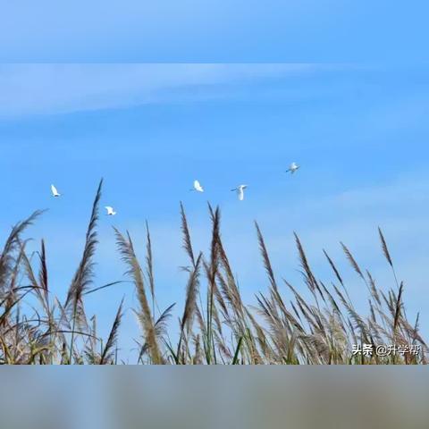 成都市鸟语林在哪里