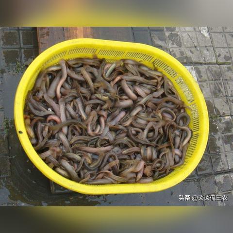 泥鳅孵化桶孵化完怎么取幼苗？