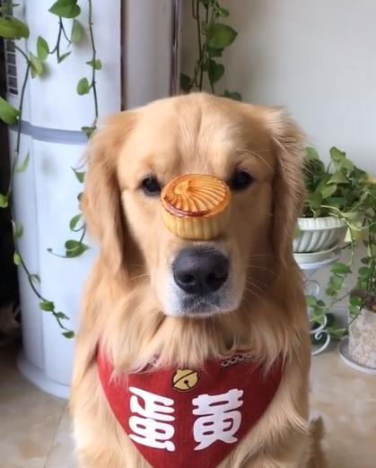 怀孕可以吃月饼吗