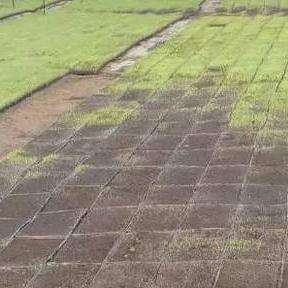 控温大棚造价多少？