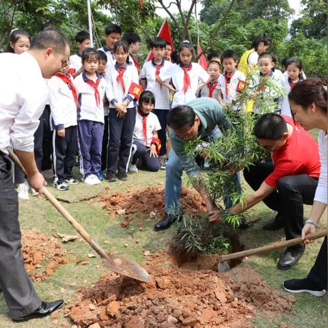 东莞市路边主要有哪些树