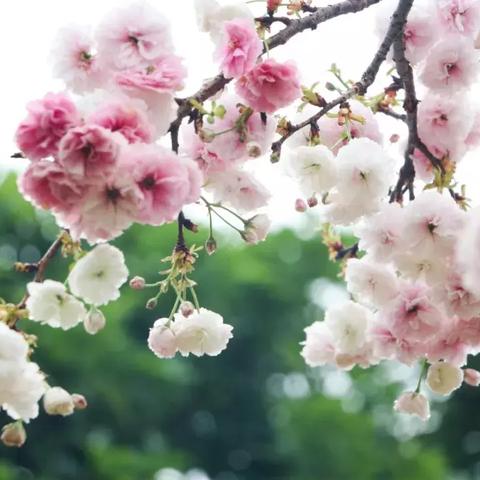 广州市有多少日本学校生